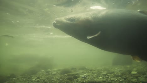 trucha arcoíris alimentándose bajo el agua, tragando insectos en la superficie, riachuelo poco profundo
