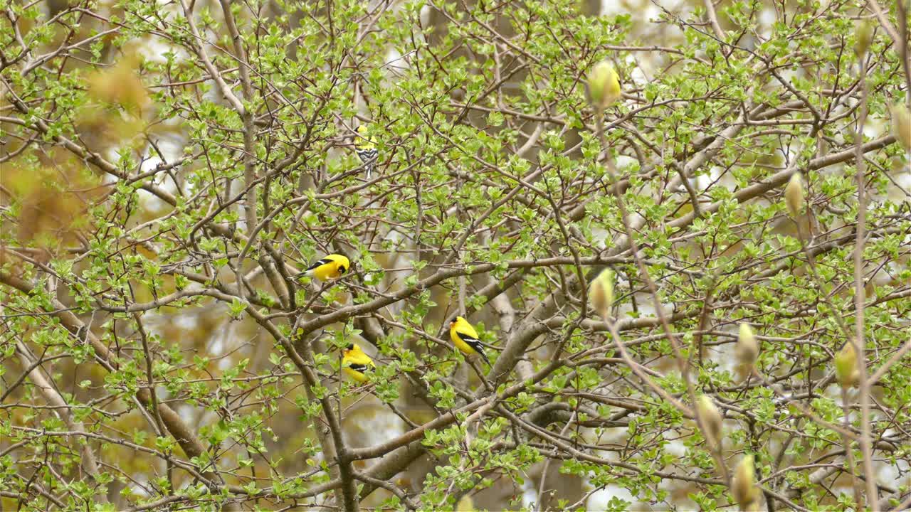 미국의 금방울새는 봄철에 나무에 앉아 있고, 북미의 작은 새입니다.