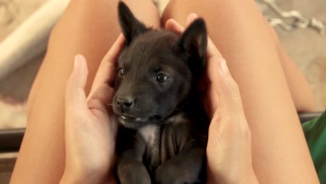 acunando a un cachorro negro callejero recién rescatado