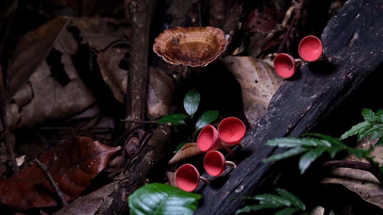 la cámara hace zoom para mostrar estos hermosos hongos de taza roja o hongos de champán cookeina sulcipes, tailandia
