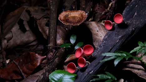 Die-Kamera-Zoomt-Heran-Und-Zeigt-Diese-Schönen-Roten-Kelchpilze-Oder-Champagnerpilze-Cookeina-Sulcipes,-Thailand