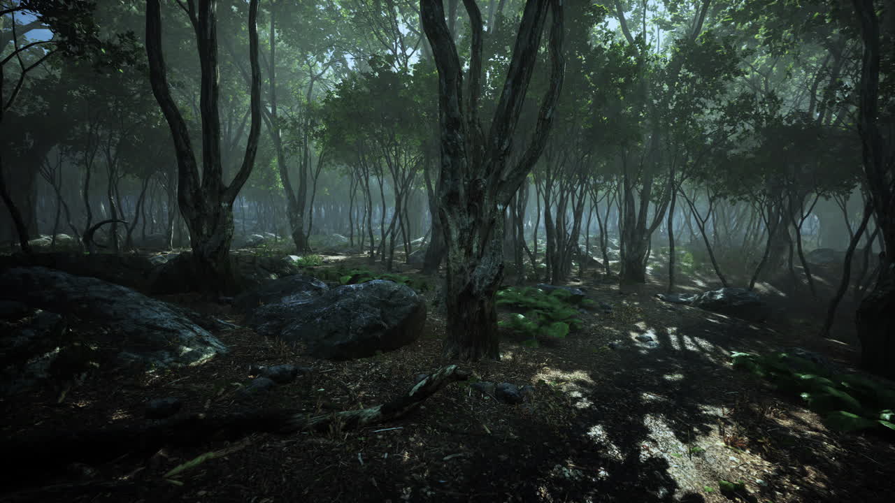 숲 속의 아름다운 아침