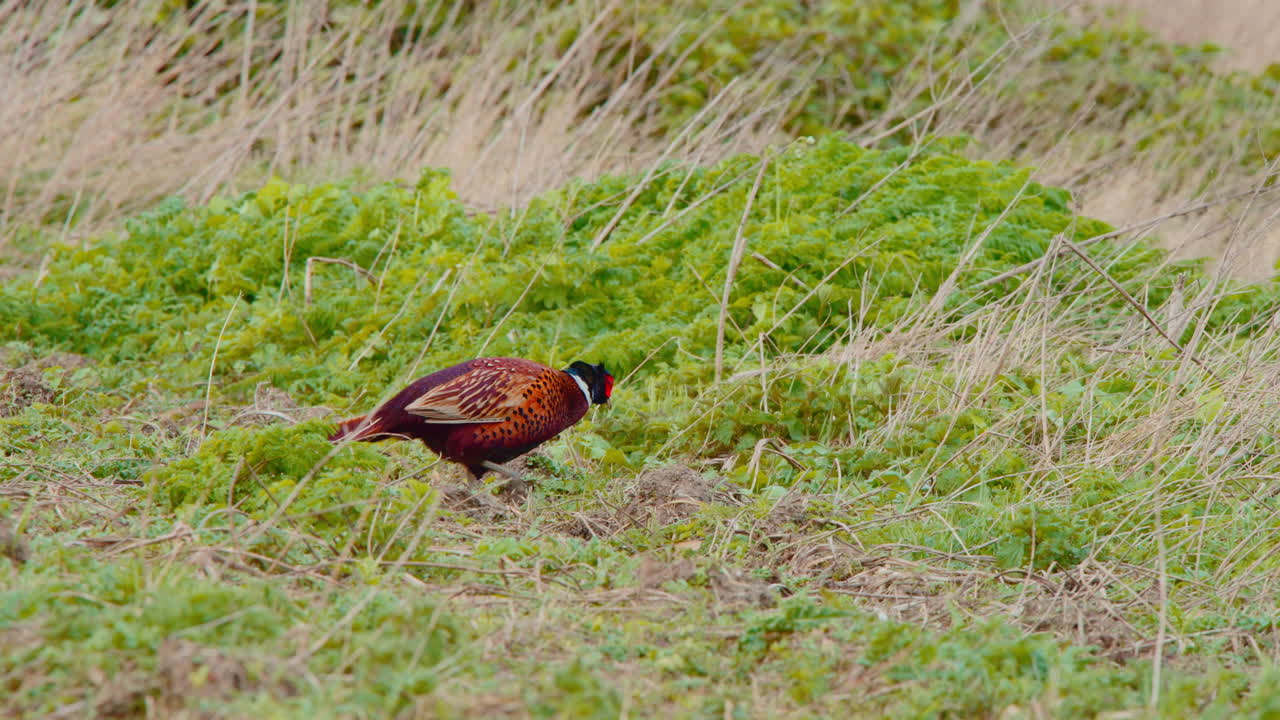 colorido pájaro faisán común pastando en el prado de hierba soplado por el viento