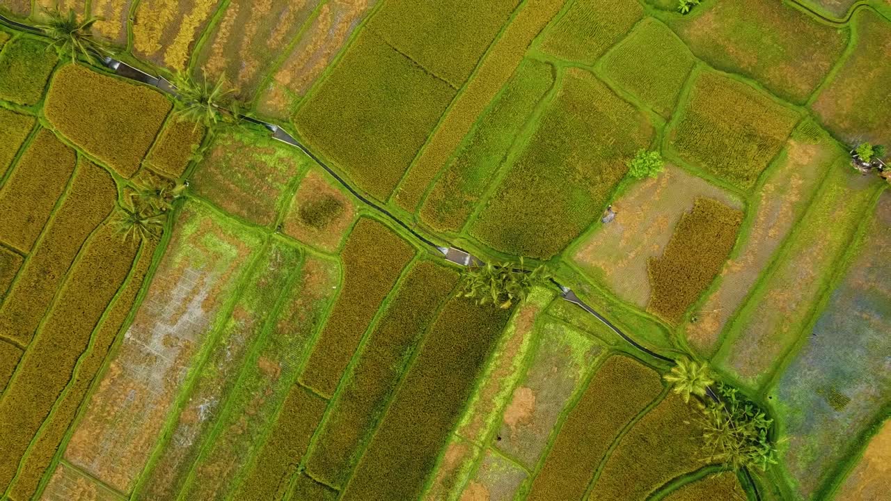 hermosas imágenes cinematográficas de ubud, bali drone con exótica terraza de arroz, pequeñas granjas y plantaciones agroforestales nubladas