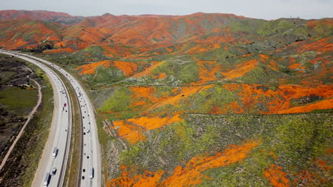 Luftaufnahme-2-Der-Super-Bloom-Of-Golden-Poppies-Am-Lake-Elsinore-In-Kalifornien-Und-Walker-Canyon-Am-I15