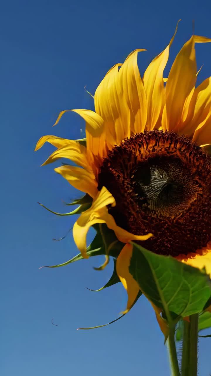 Close-up of a vibrant sunflower against a clear blue sky, captured from a low angle
