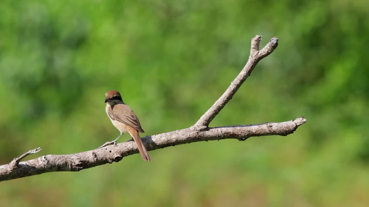 왼쪽을 바라보고 주변을 둘러본 후 똥을 싸고 덥고 바람 부는 오후