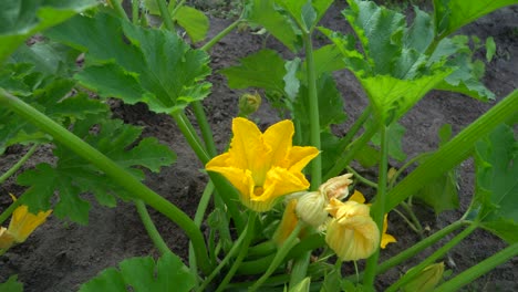 the zucchini or baby marrow is a summer squash, a vining herbaceous plant whose fruit are harvested when their immature seeds and epicarp are still soft and edible