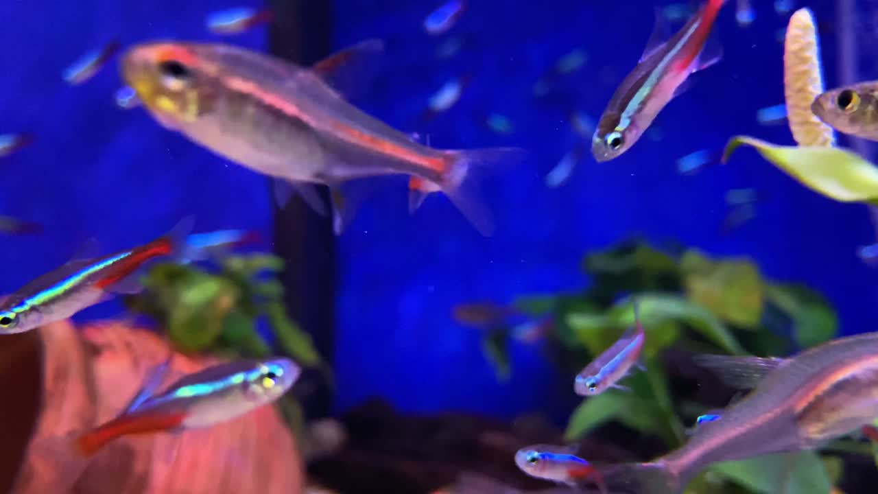 hermosos peces tropicales pequeños, plantas y adornos en un acuario de fondo azul en casa