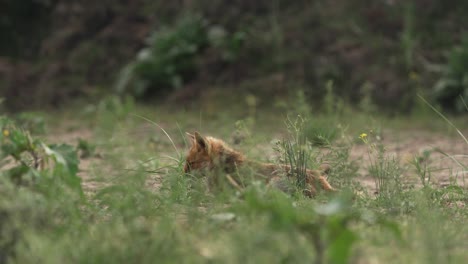 wild fox lying on ground covered with green grass stems, distance static view