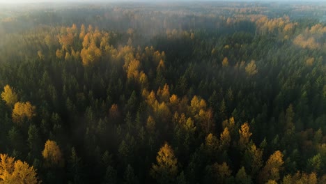 Seasonal-forest-aerial-view-in-fall-and-early-morning-sunlight-with-fog