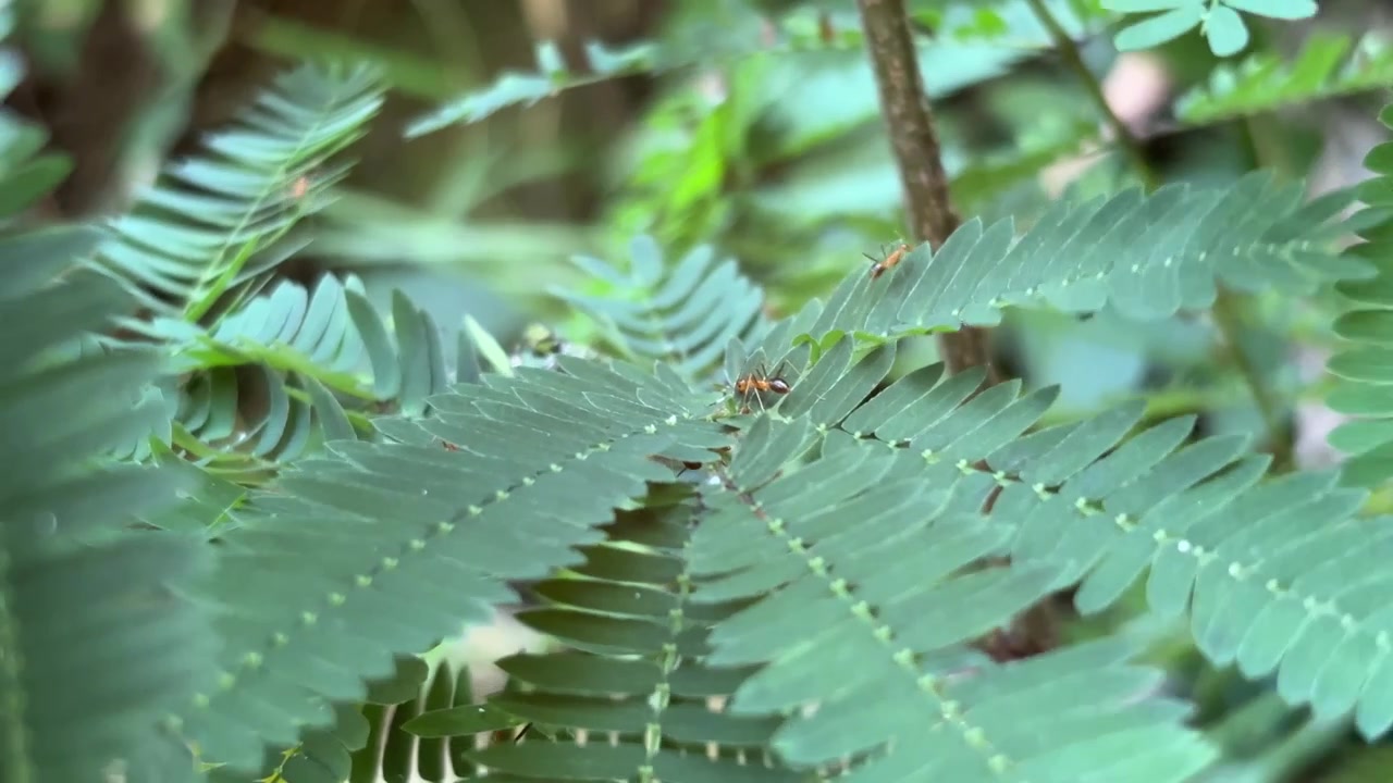 Formigas Vermelhas Rastejando em Folhas Verdes de Samambaia na Natureza