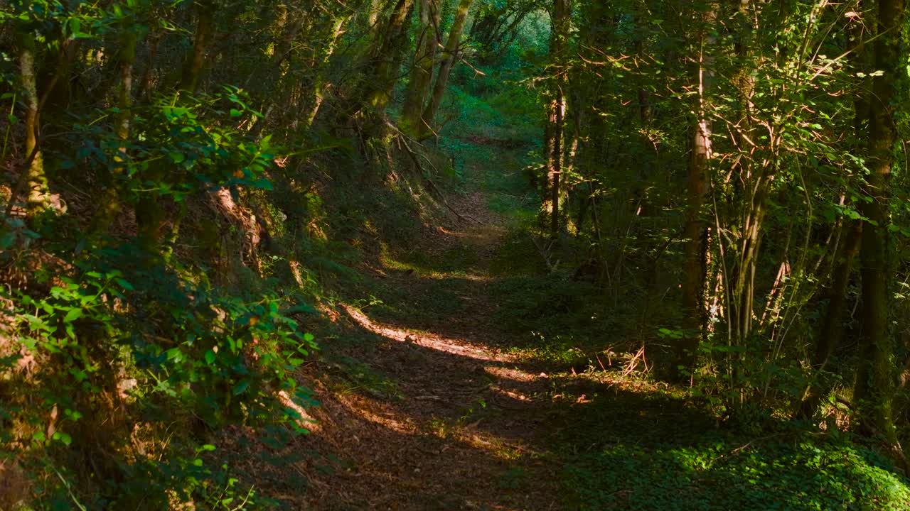 Path Through A Dense, Green Forest. - aerial shot