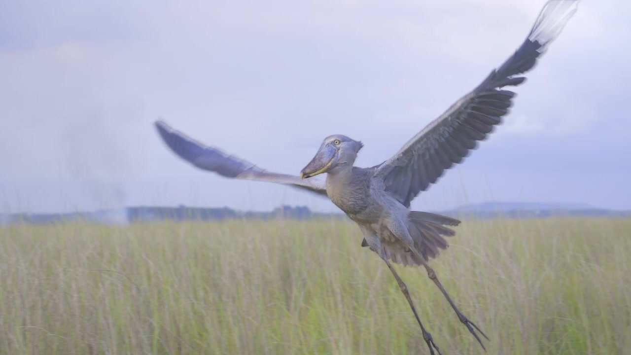 Cicogna becco a scarpa (Balaeniceps Rex) che si alza in volo, nelle zone umide della palude di Mabamba, Uganda