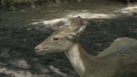 hembra de ciervo javan rusa golpeando sus orejas