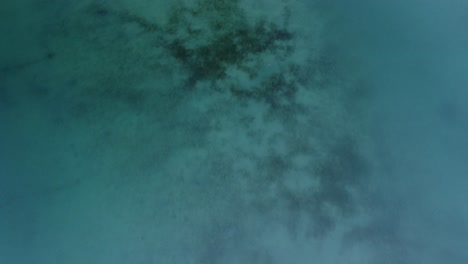 drone-view-over-eel-grass-at-Carlsbad-lagoon