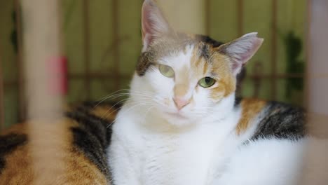 stray cat in shelter, close up shot 4k