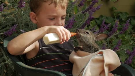 boy is sitting, nursing a joey kangaroo