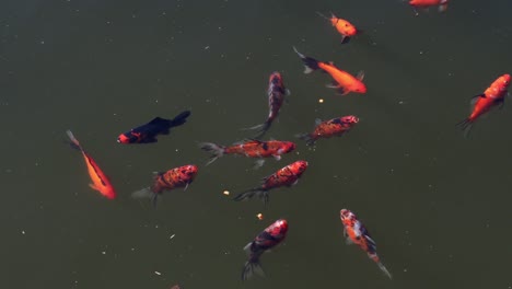 colorful koi fish, carp fish swimming  in the lake or pond.