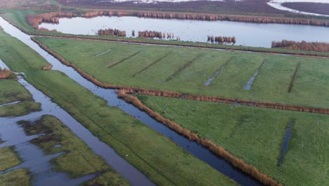 Huge-flock-of-birds-flying-over-flooded-farmlands,-the-Netherlands