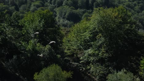 Zeitlupe-Des-Schwarms-Fliegender-Weißkopfseeadler