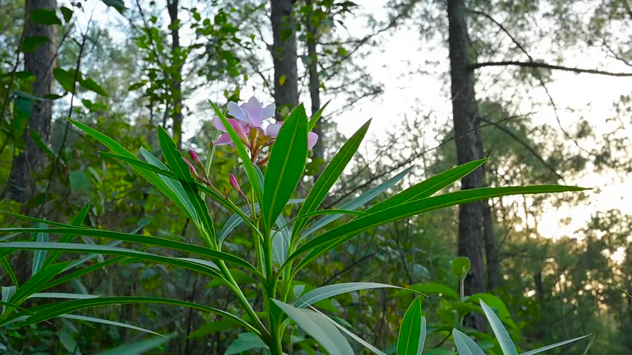 A close-up of a cluster of delicate pink flowers nestled amongst lush green foliage in a dense forest.