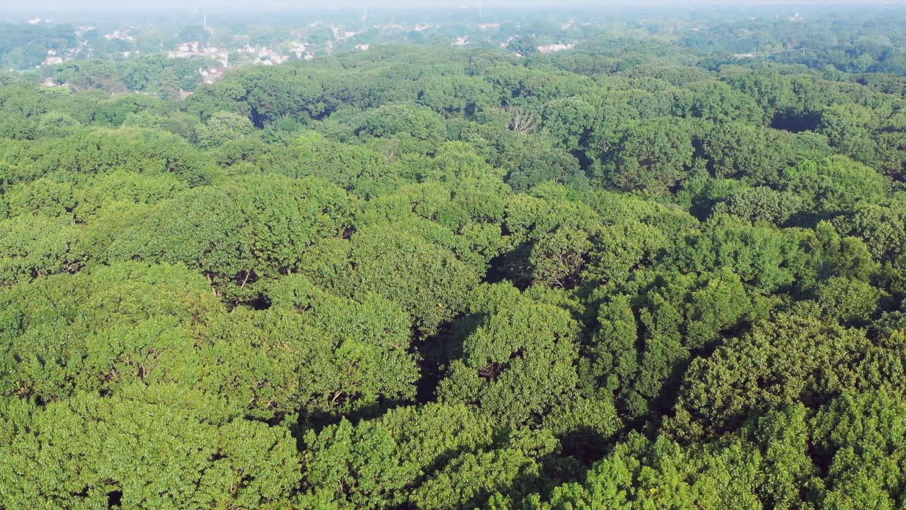 vista aérea de las copas de los árboles verdes, mientras la cámara desciende mientras se inclina hacia el horizonte