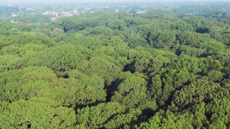 aerial view of green tree tops, as the camera descends while tilting up to the horizon