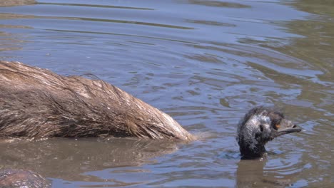 emu bathing in mud pond - close up