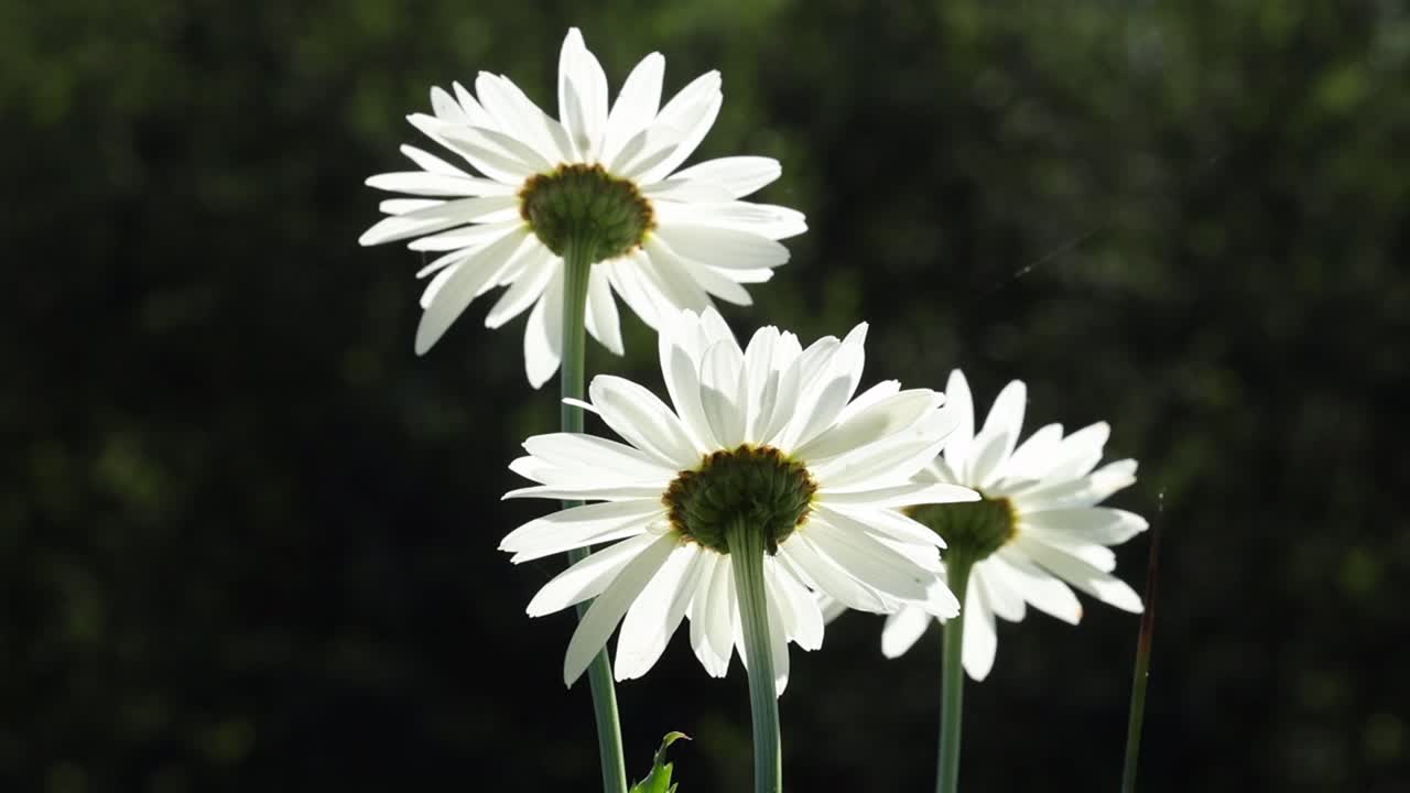 Backlit Daisy flower petals against a dark background. Summer. UK