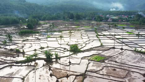 Aerial-View-Of-Paddy-Fields-For-Planting-Rice-At-Southern-Leyte-In-Philippines