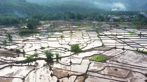 vista aérea de los arrozales para plantar arroz en el sur de leyte en filipinas