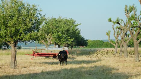 Una-Sola-Vaca-Negra-Pastando-En-El-Campo-Con-Una-Bandada-De-Pájaros-Volando-En-Segundo-Plano.