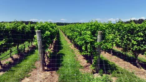 A-low-altitude-drone-view-of-a-large-vineyard-in-the-Hamptons,-New-York-on-a-sunny-day