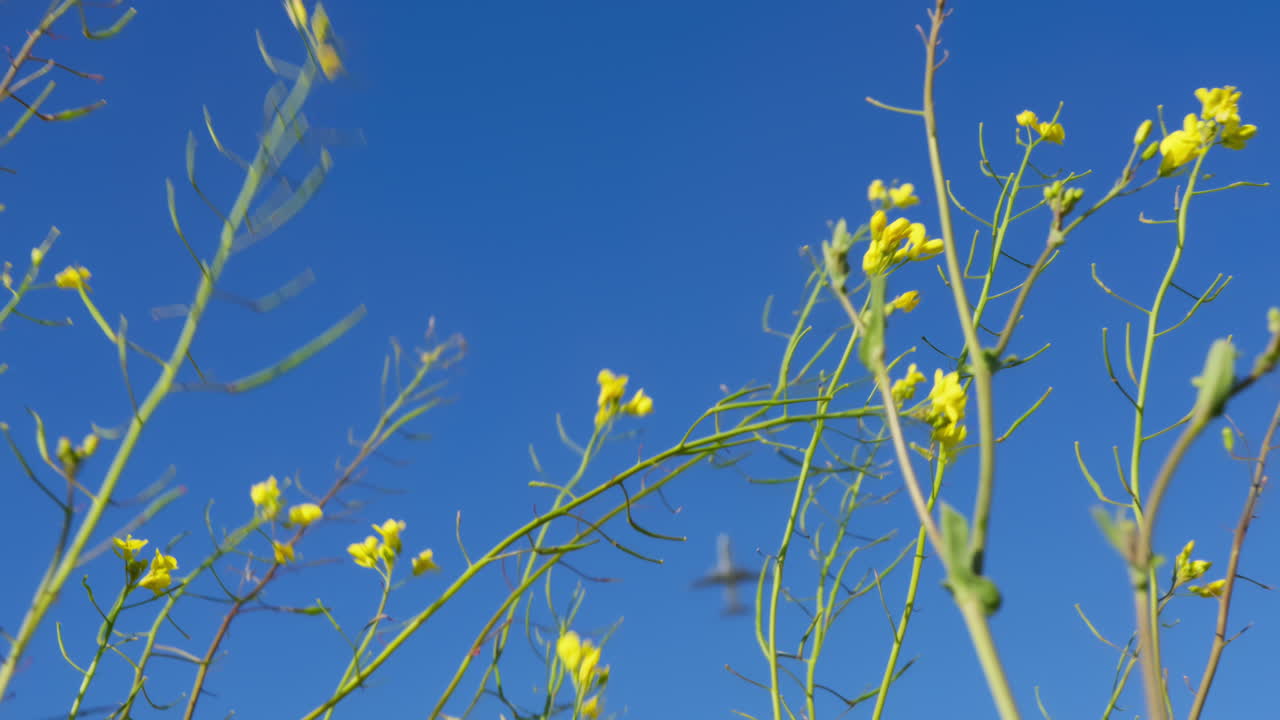 노란 꽃  위를 날아다니는 비행기