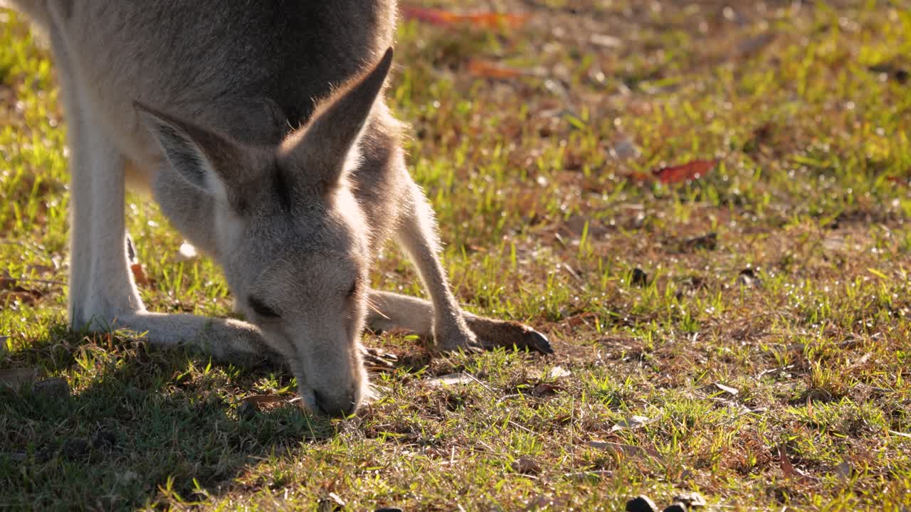 Eastern Grey kangaroo feeing in morning sunlight, Coombabah Lake Conservation Park, Gold Coast, Queensland