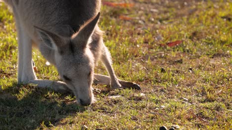 Canguro-Gris-Oriental-Que-Se-Alimenta-A-La-Luz-Del-Sol-De-La-Mañana,-Parque-De-Conservación-Del-Lago-Coombabah,-Costa-Dorada,-Queensland