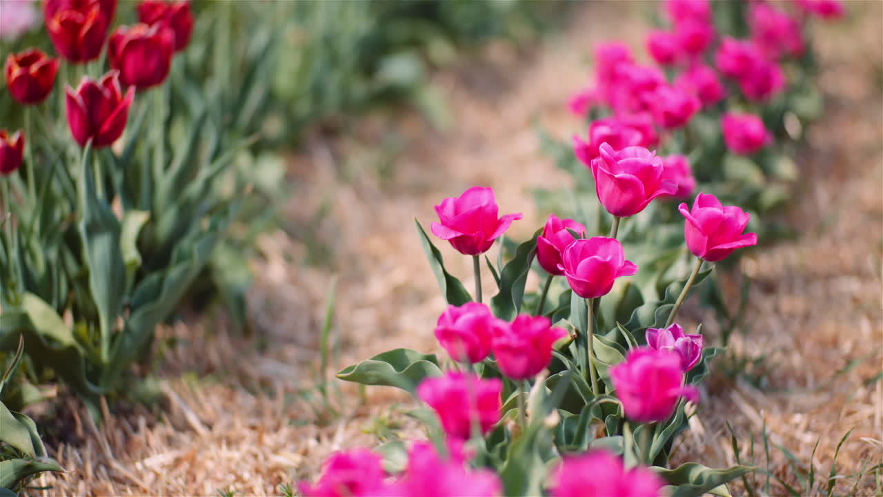 Flerfarvet tulipanplantage i foråret