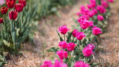 multicolor tulip plantation in spring