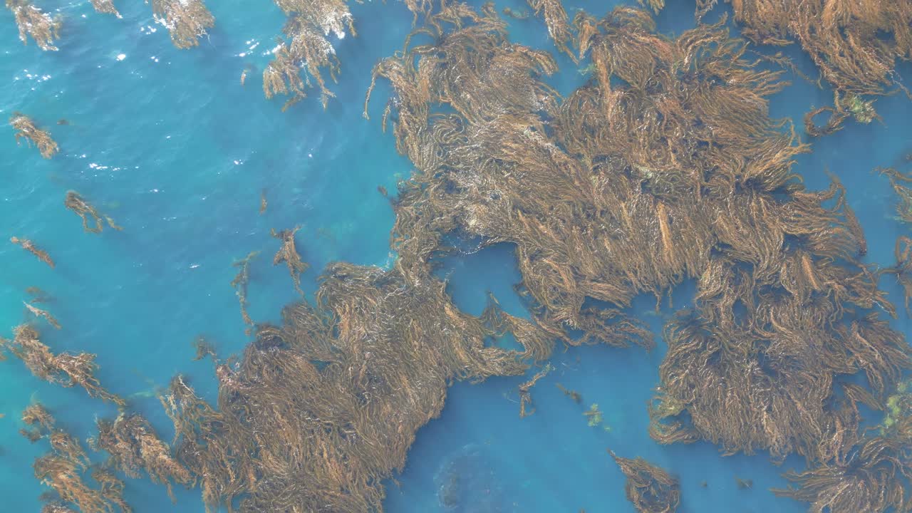 Calm 4K drone shot flying up over blue water and ocean moss in the Pacific Ocean with a gentle spin. Slow motion capable, ideal for nature, travel, or cinematic projects