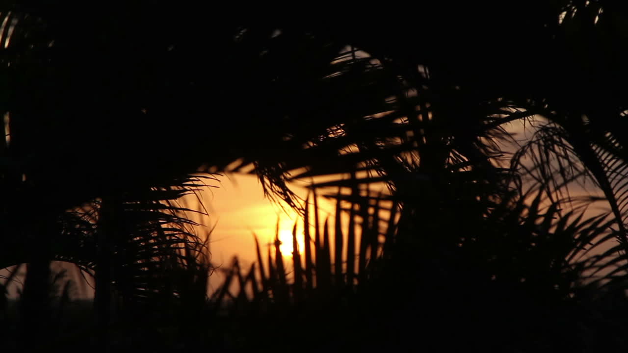 cancún palmeras atardecer 0