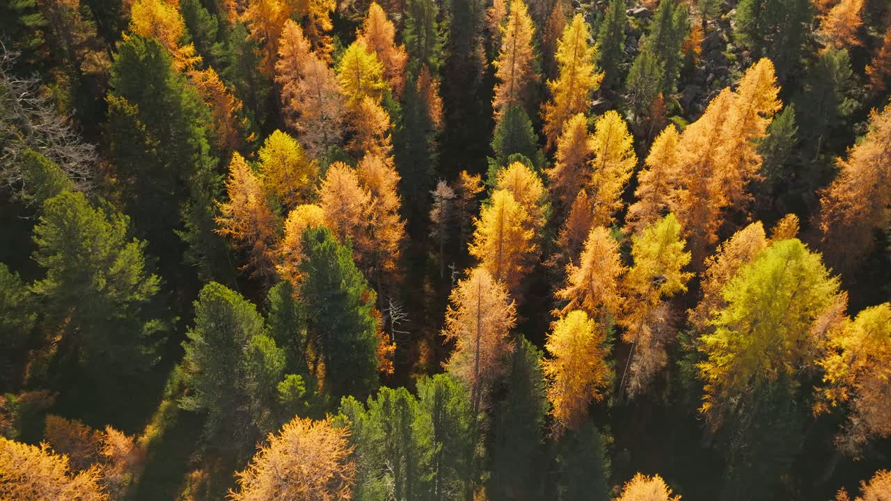 Golden foliage of pine tree forest during fall season, leaves change color