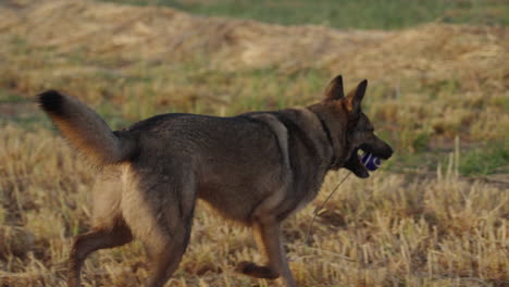 slow motion lupo italiano returning with fetch ball in mouth at sunrise