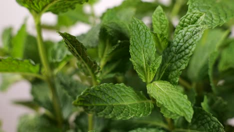 shadows on mint leaves. time-lapse