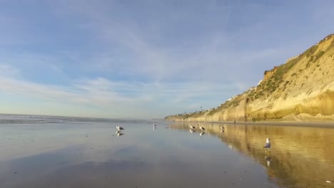 Caminando-Con-Sanderlings-En-La-Playa-De-Solana,-Ca-Verano-2021-Con-Cielos-Azules-Y-Nubes-Cerca-De-Los-Acantilados-Al-Atardecer