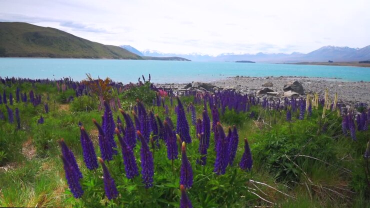Lupini in fiore, campo in primavera, Lago Tekapo, estate, novembre, dicembre, Isola del Sud, Nuova Zelanda, paesaggio, mattina, costa del bacino di Mackenzie, Alpi meridionali, cime innevate, panoramica, movimento verso destra.