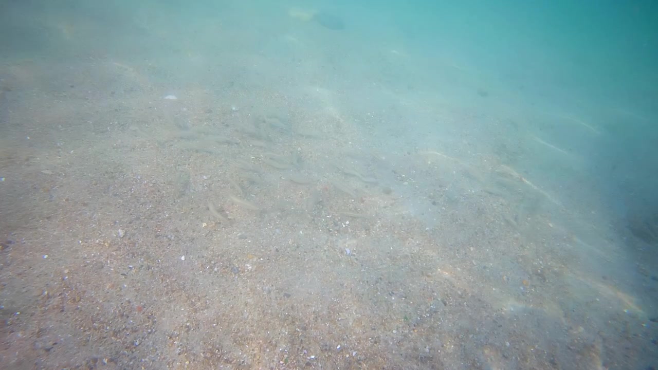 Imagens subaquáticas de peixes pequenos nadando sobre o fundo do mar arenoso em águas rasas e claras com reflexos da luz solar natural