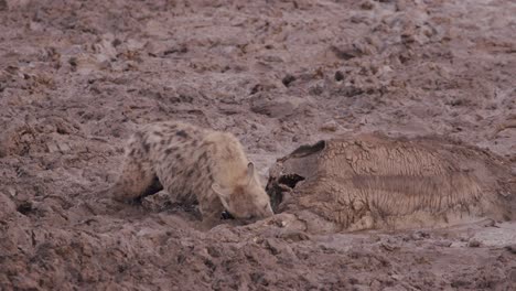 hyena eating dead buffalo carcass meat in kidepo valley national park, uganda, east africa. close-up shot