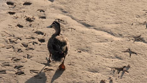 ducks moving from river to sandy shore