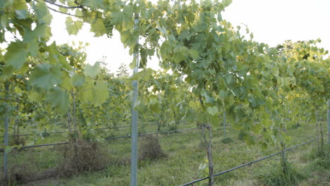 imágenes en movimiento de un viñedo con racimos de uva verde en una vid